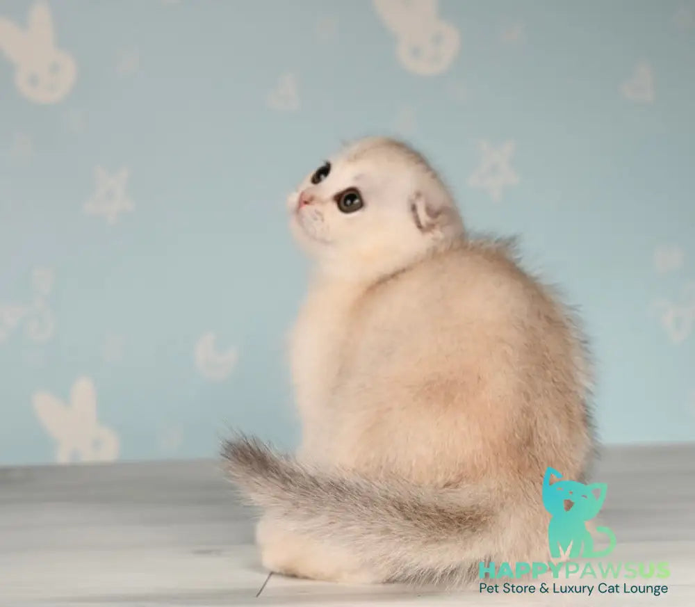 Boniface Scottish Fold male black silver shaded - live animals