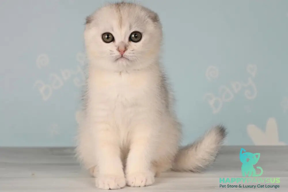 Boniface Scottish Fold male black silver shaded - live animals