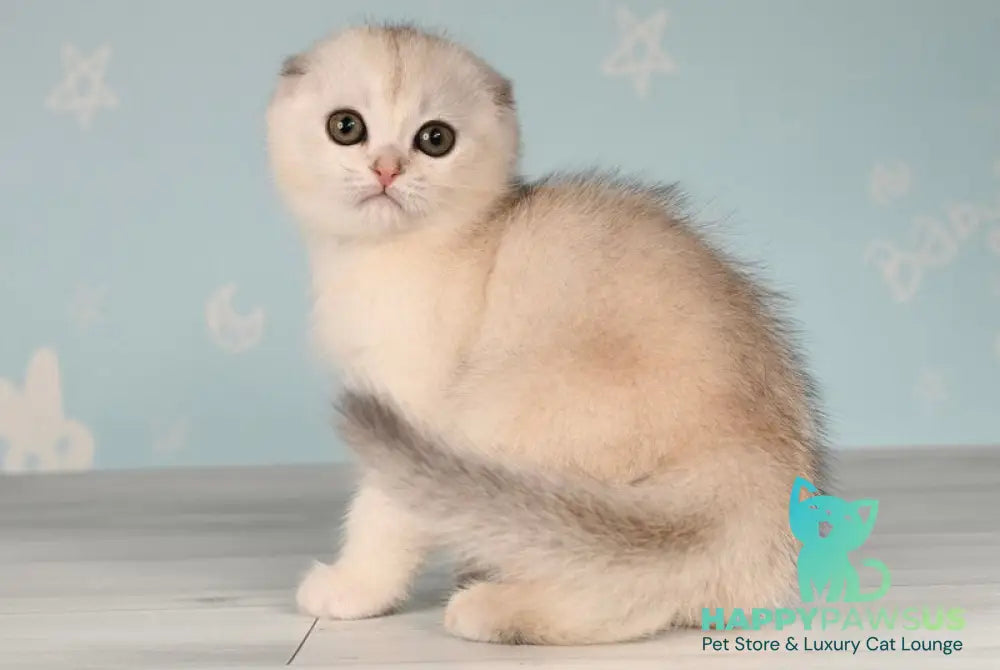 Boniface Scottish Fold male black silver shaded - live animals