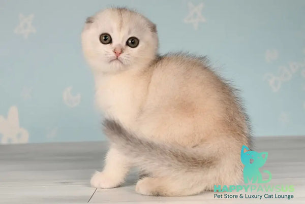 Boniface Scottish Fold male black silver shaded - live animals