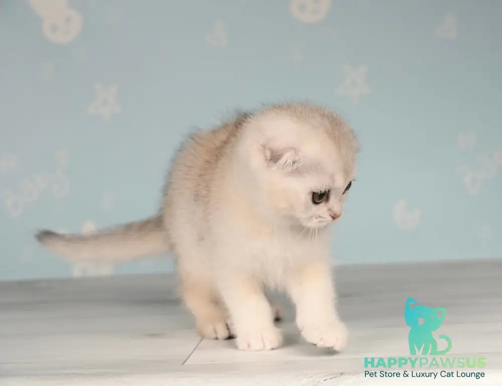 Boniface Scottish Fold male black silver shaded - live animals