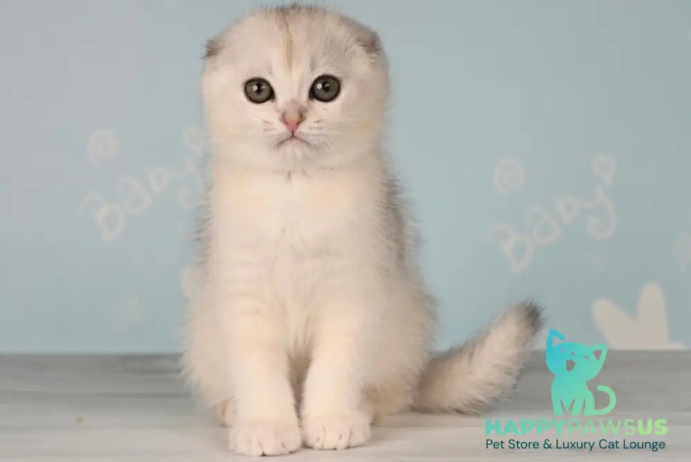 Boniface Scottish Fold male black silver shaded - live animals