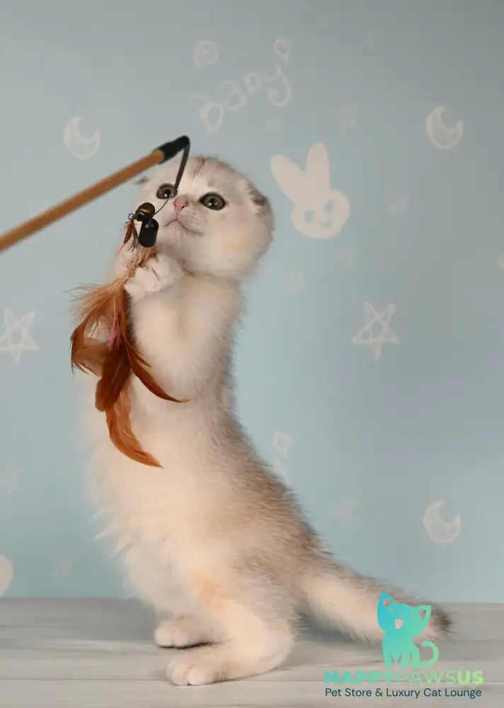 Boniface Scottish Fold male black silver shaded - live animals