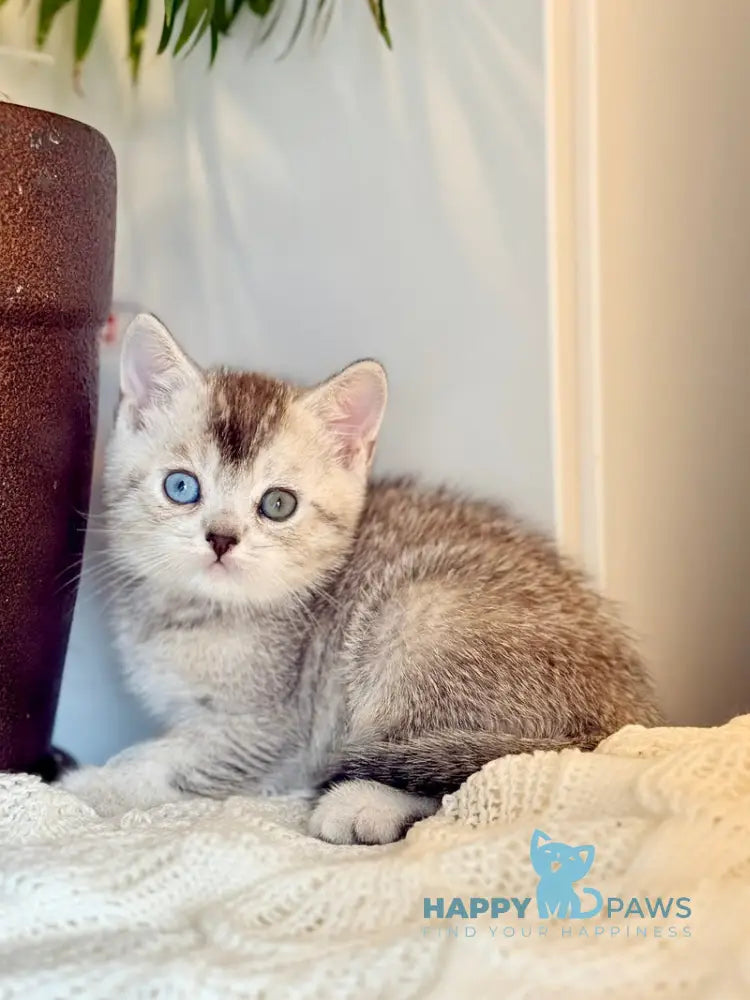 Bonik British Shorthair male black silver ticked tabby live animals