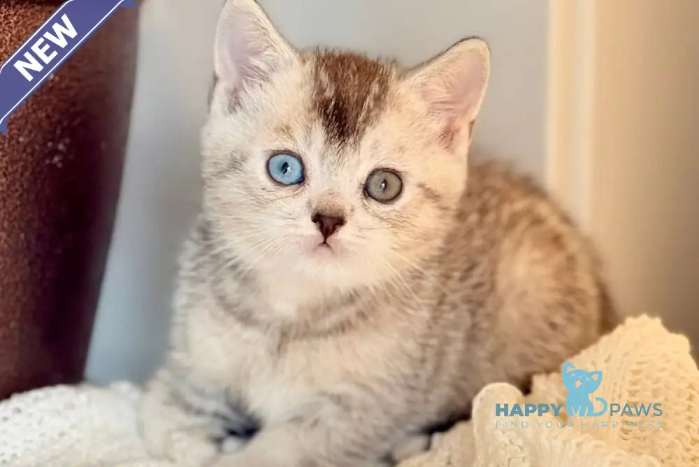 Bonik British Shorthair male black silver ticked tabby live animals