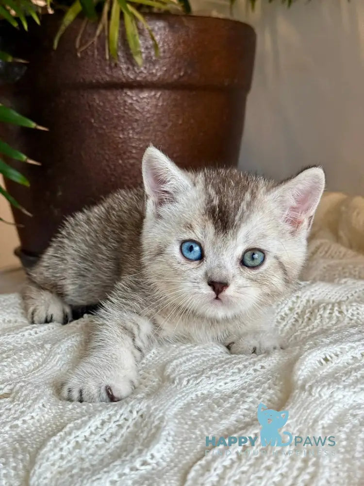 Bonik British Shorthair male black silver ticked tabby live animals