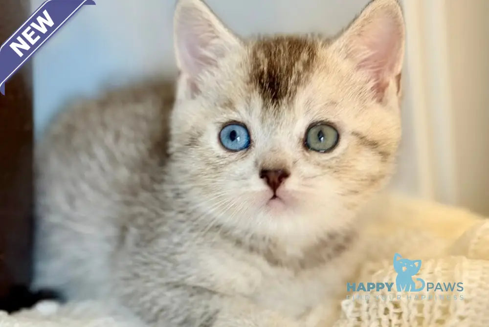 Bonik British Shorthair male black silver ticked tabby live animals