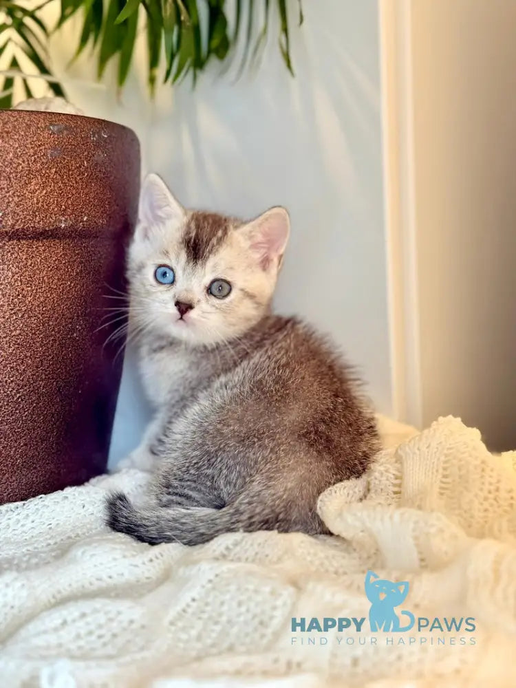 Bonik British Shorthair male black silver ticked tabby live animals