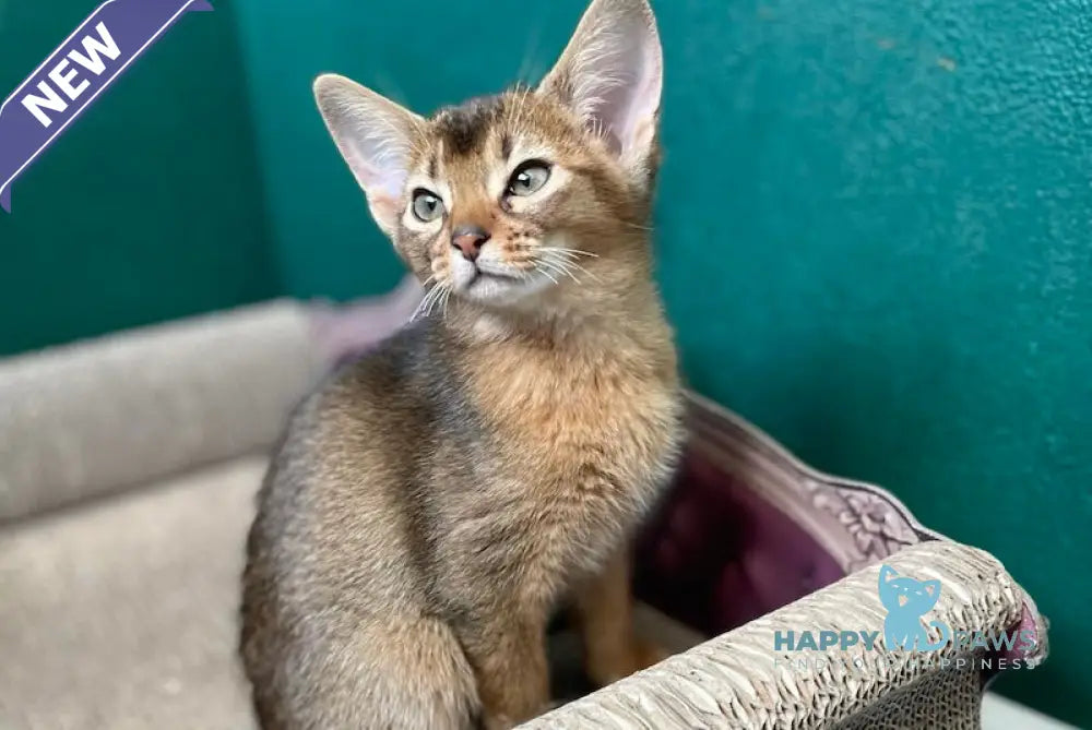 Bonita Abyssinian female ruddy live animals