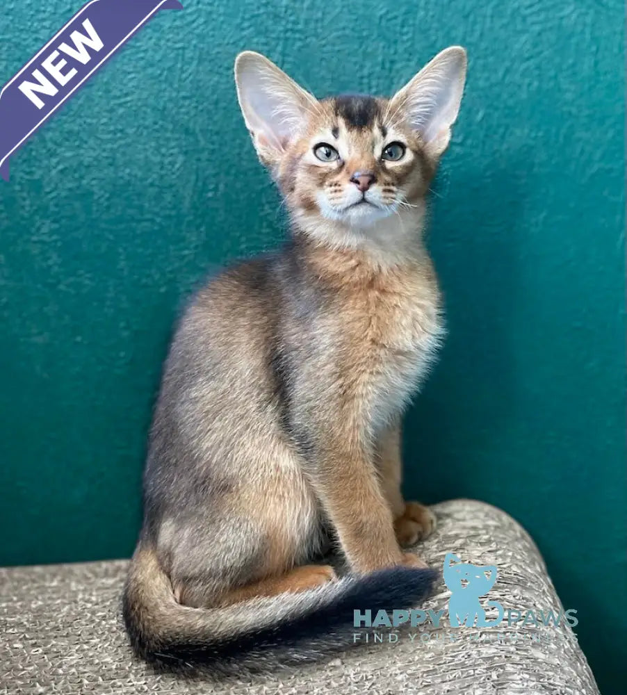Bonita Abyssinian female ruddy live animals