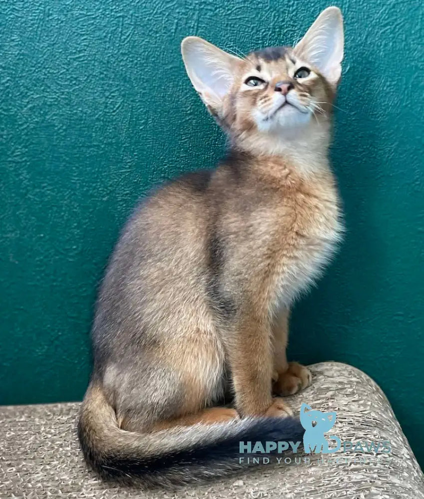 Bonita Abyssinian female ruddy live animals
