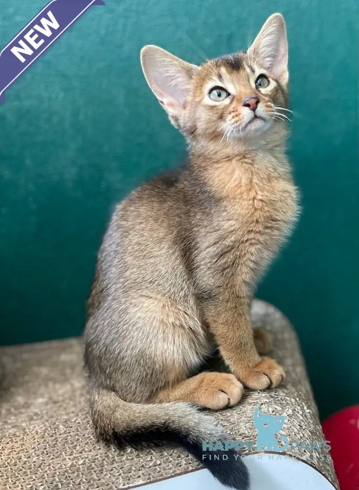 Bonita Abyssinian female ruddy live animals