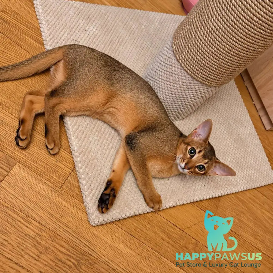 Bonita Abyssinian female ruddy - live animals