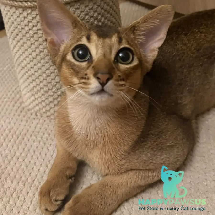 Bonita Abyssinian female ruddy - live animals