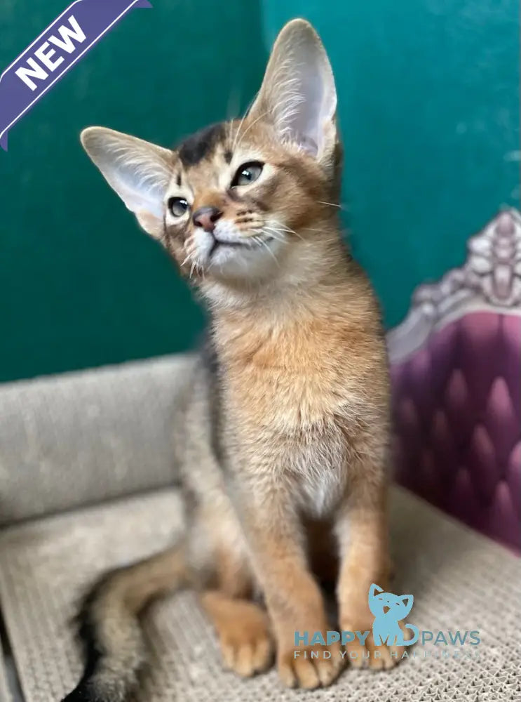 Bonita Abyssinian female ruddy live animals