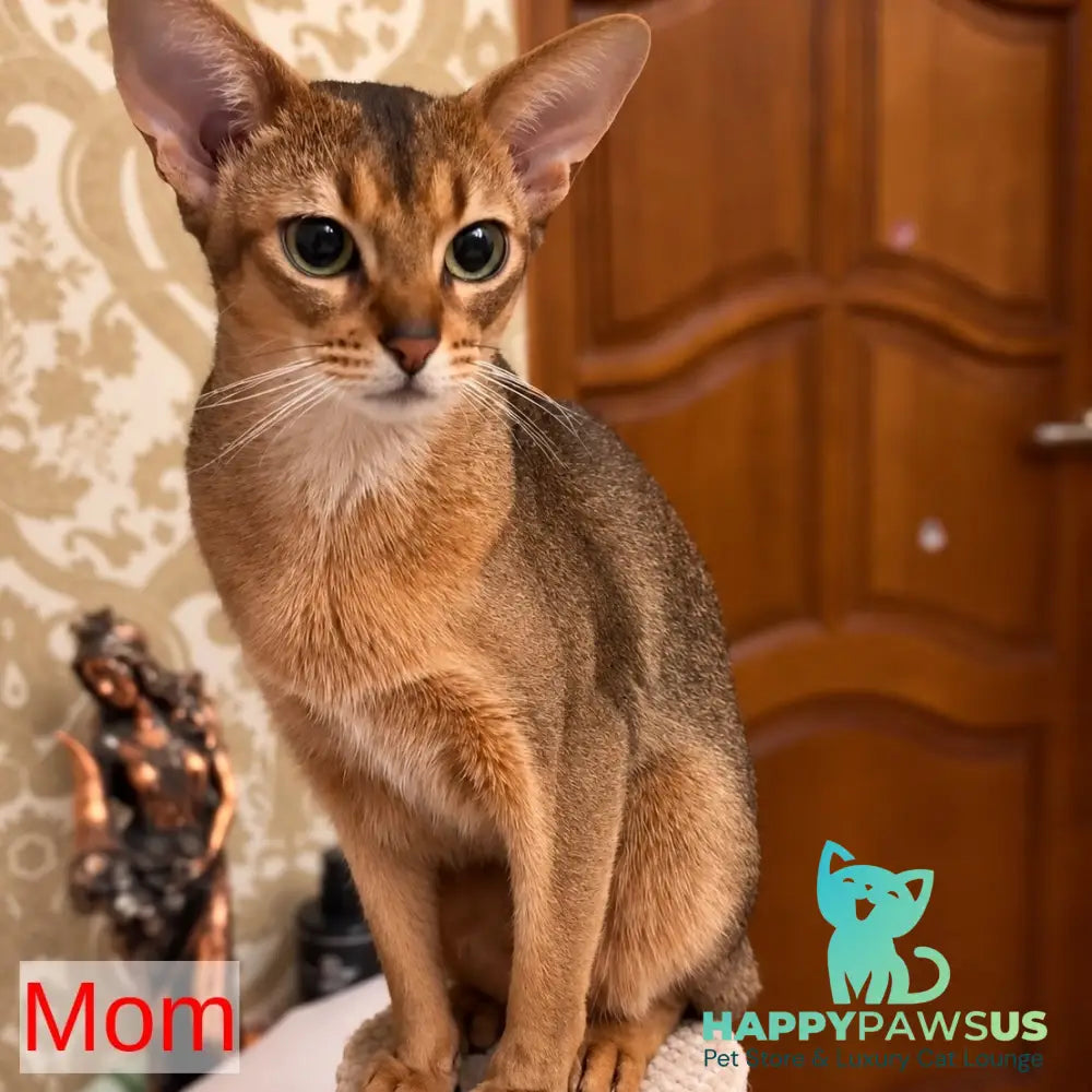 Bonita Abyssinian female ruddy - live animals
