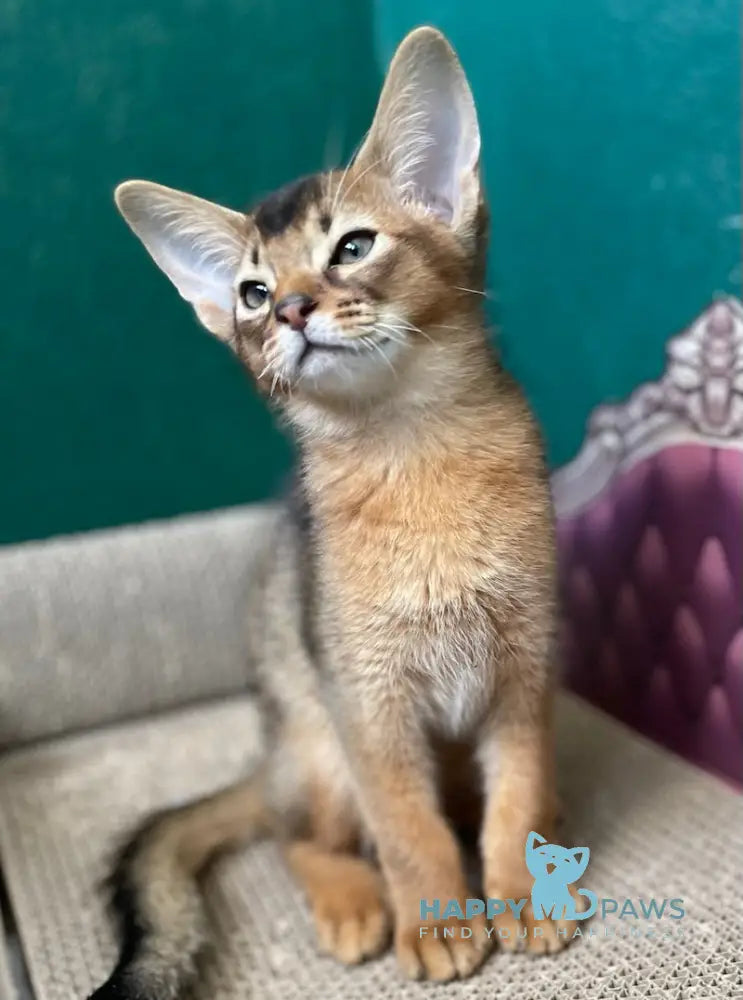 Bonita Abyssinian female ruddy live animals