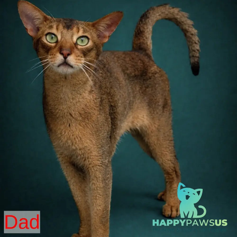 Bonita Abyssinian female ruddy - live animals