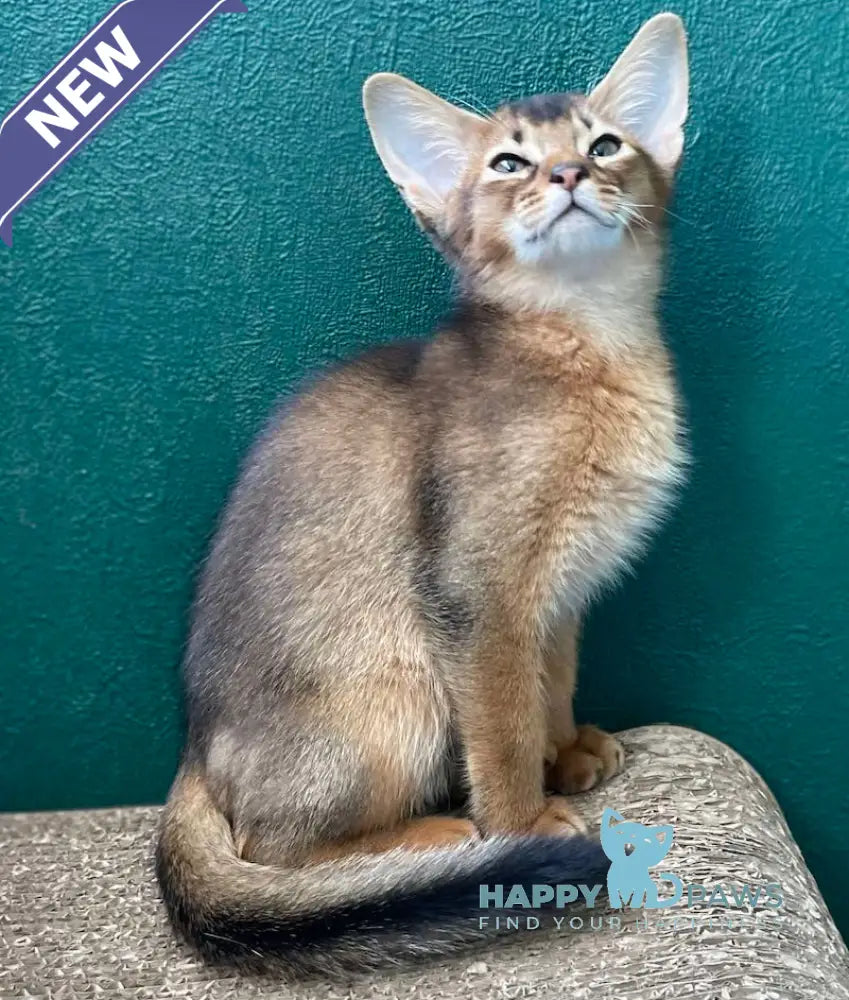 Bonita Abyssinian female ruddy live animals
