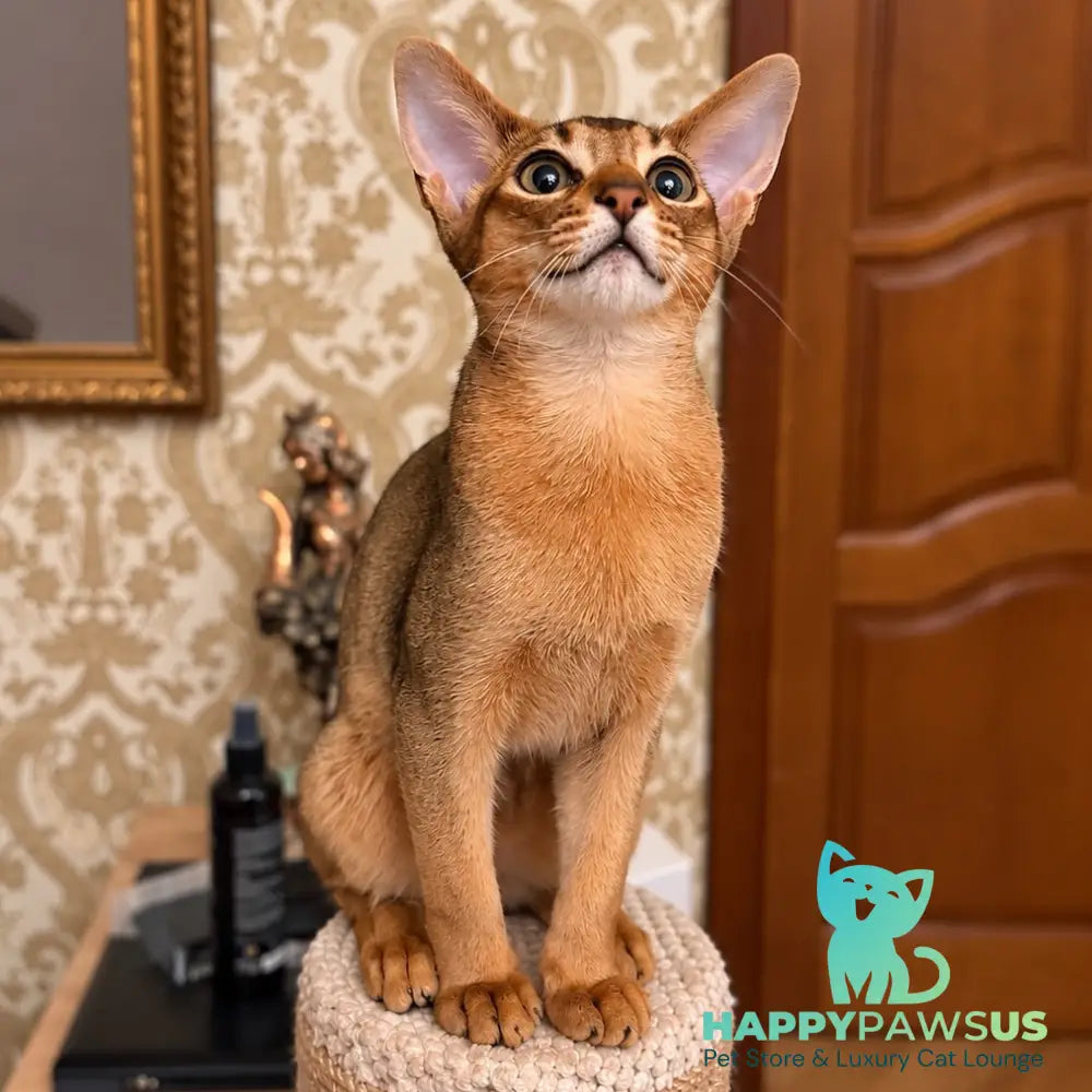 Bonita Abyssinian female ruddy - live animals