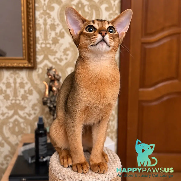 Bonita Abyssinian female ruddy - live animals