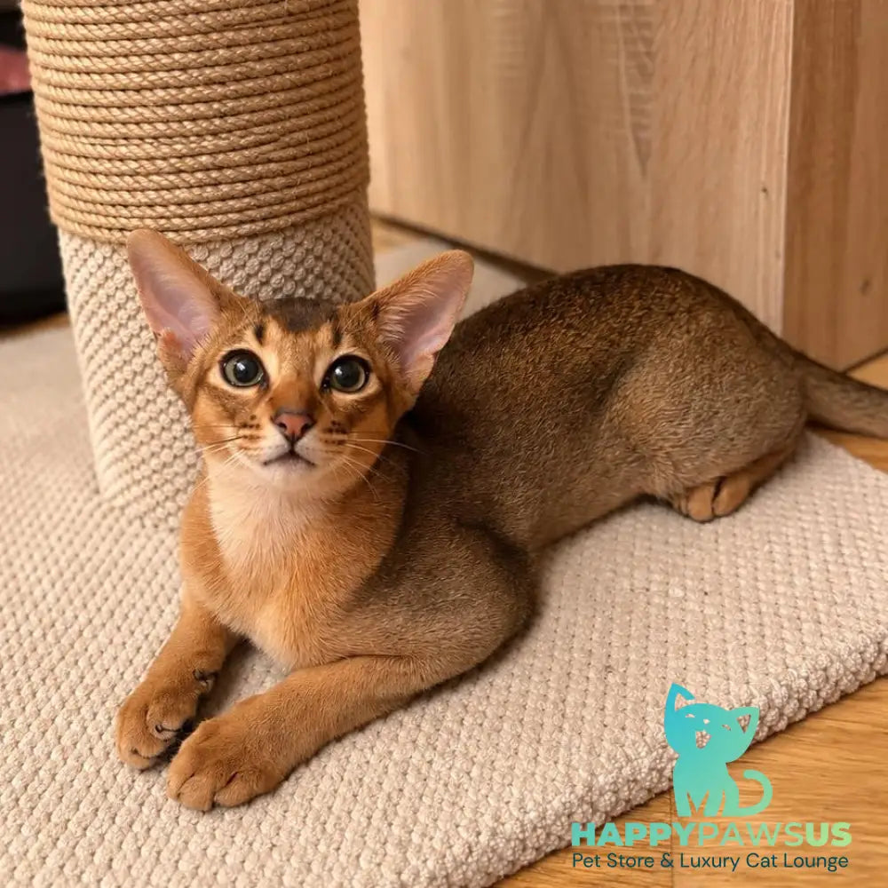 Bonita Abyssinian female ruddy - live animals
