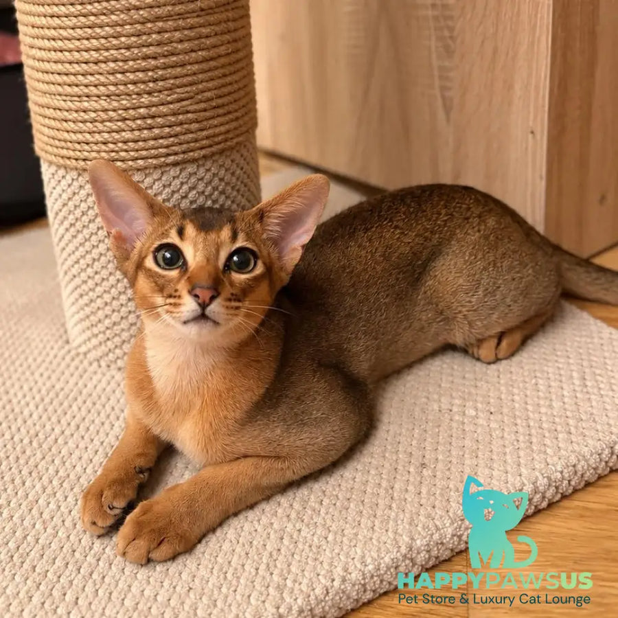 Bonita Abyssinian female ruddy - live animals