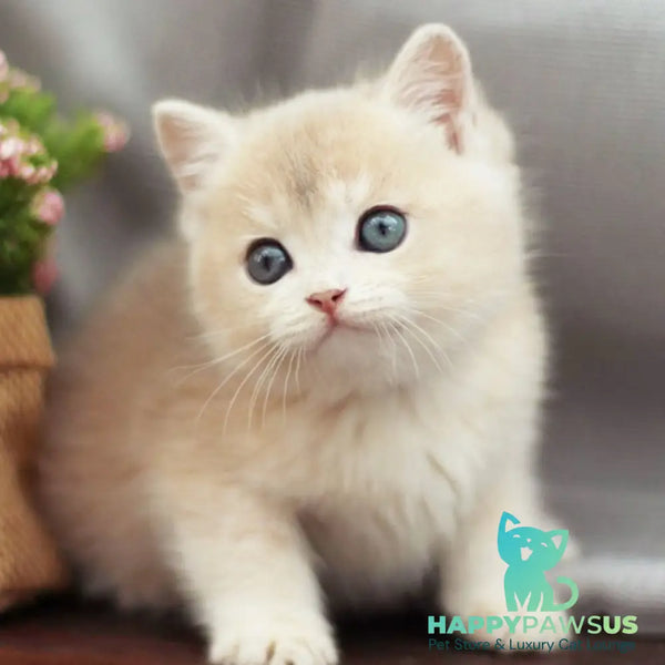 Bonita British Shorthair female blue golden shaded - live animals