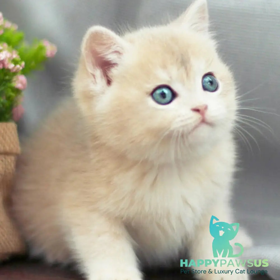 Bonita British Shorthair female blue golden shaded - live animals