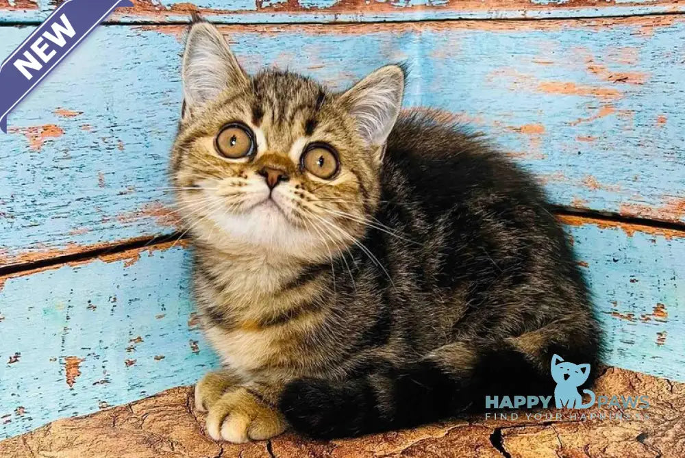 Bonita Scottish Straight female black tabby live animals