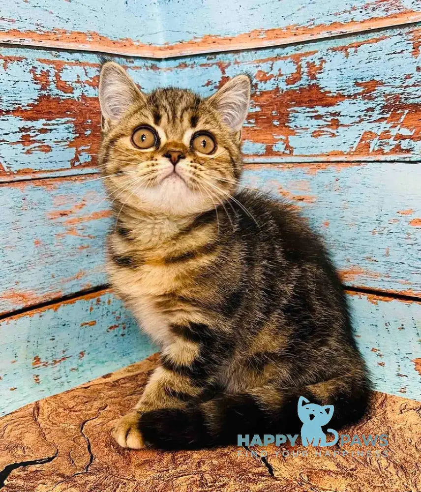 Bonita Scottish Straight female black tabby live animals