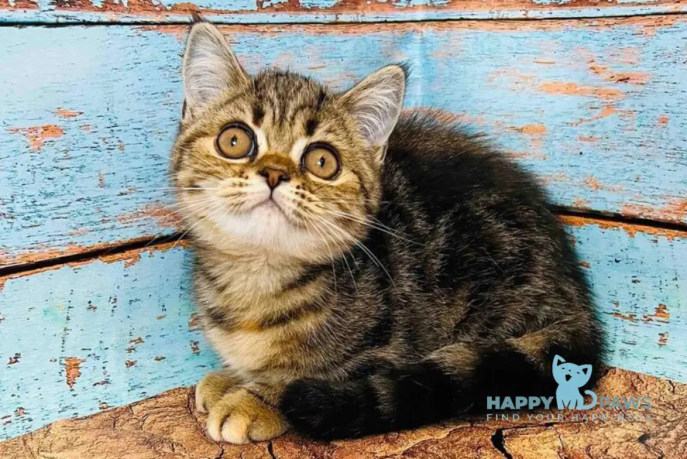 Bonita Scottish Straight female black tabby live animals