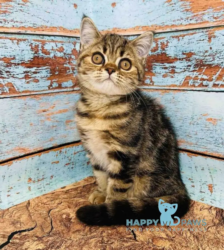 Bonita Scottish Straight female black tabby live animals