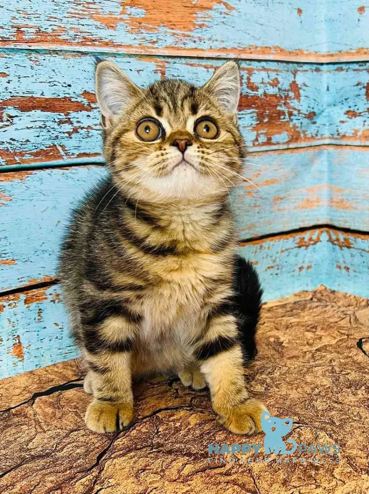 Bonita Scottish Straight female black tabby live animals