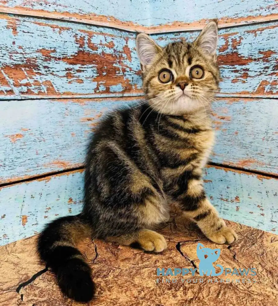 Bonita Scottish Straight female black tabby live animals