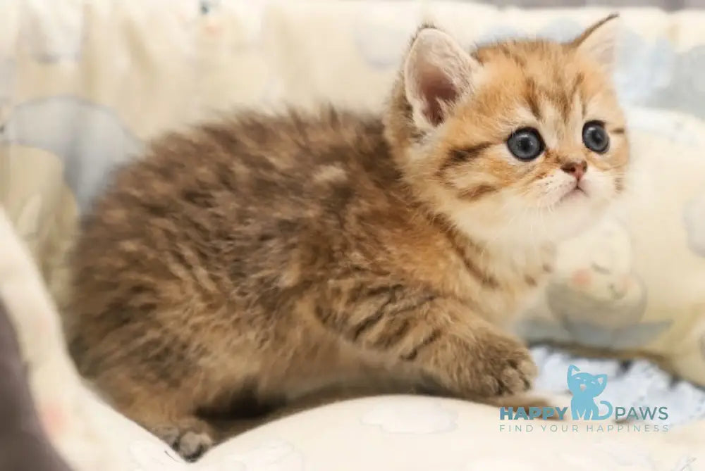 Bonni Scottish Straight male black golden spotted tabby live animals