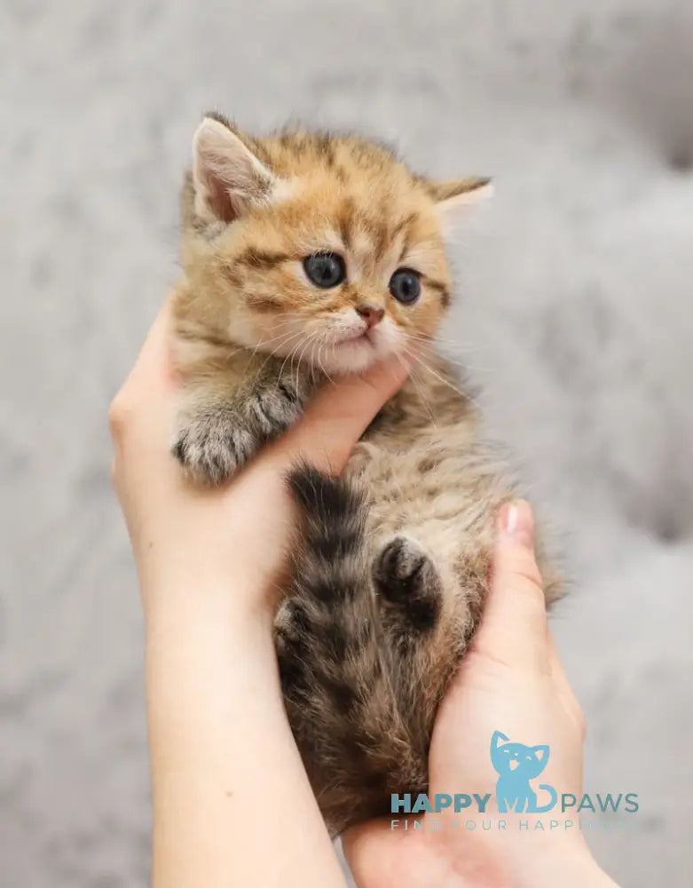 Bonni Scottish Straight male black golden spotted tabby live animals