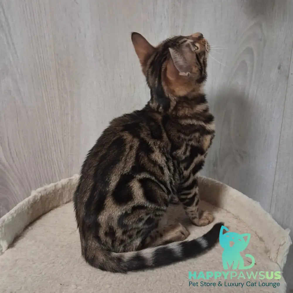 Bonnie Bengal female black spotted tabby - live animals