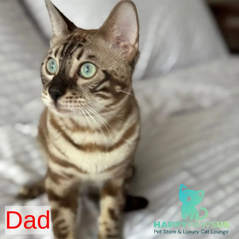 Bonnie Bengal female black spotted tabby - live animals