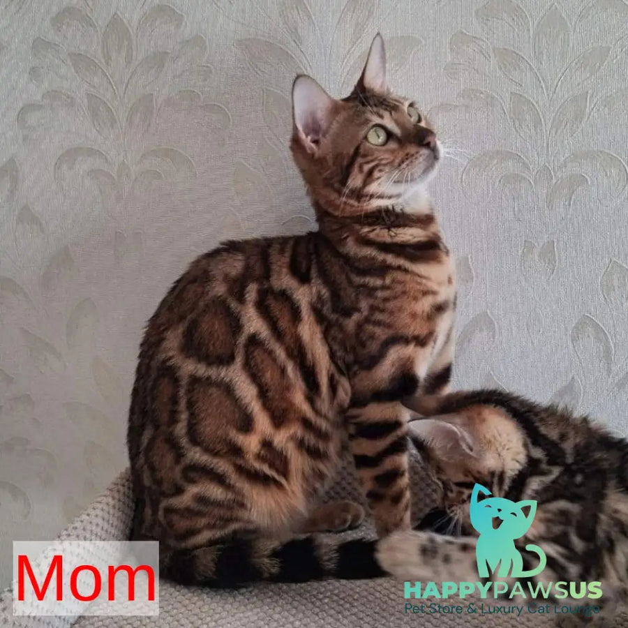 Bonnie Bengal female black spotted tabby - live animals