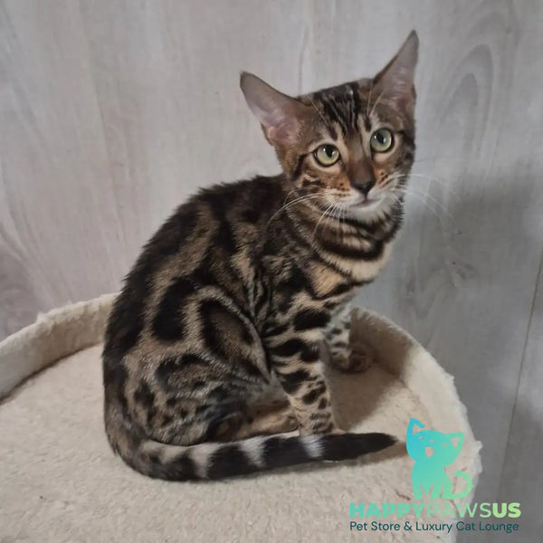 Bonnie Bengal female black spotted tabby - live animals