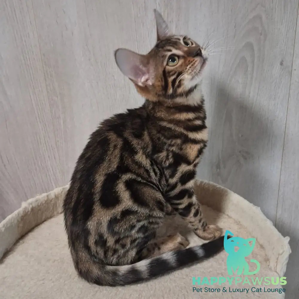 Bonnie Bengal female black spotted tabby - live animals