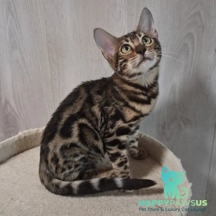 Bonnie Bengal female black spotted tabby - live animals