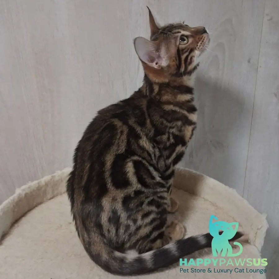 Bonnie Bengal female black spotted tabby - live animals