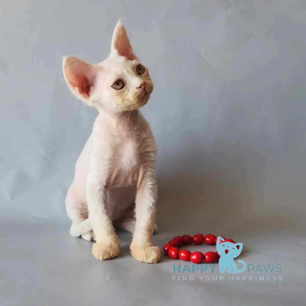 Bonnie Devon Rex female white live animals