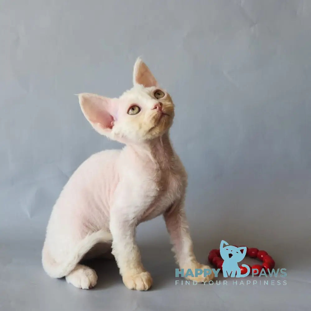 Bonnie Devon Rex female white live animals