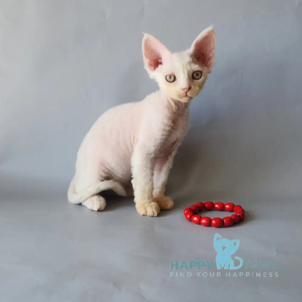 Bonnie Devon Rex female white live animals