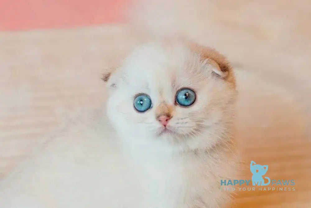 Bonnie Scottish Fold female black golden shaded pointed live animals