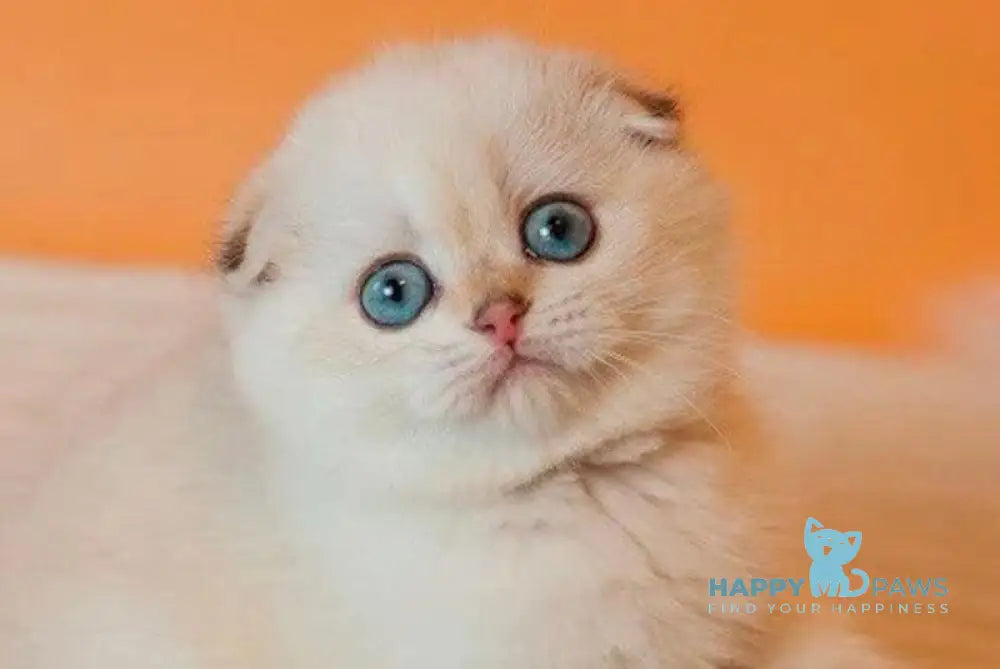 Bonnie Scottish Fold female black golden shaded pointed live animals