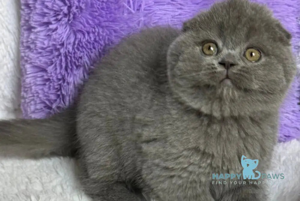 Bonnie Scottish Fold female blue live animals